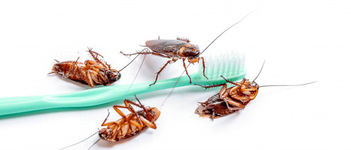 Affordable Cockroach Control Services