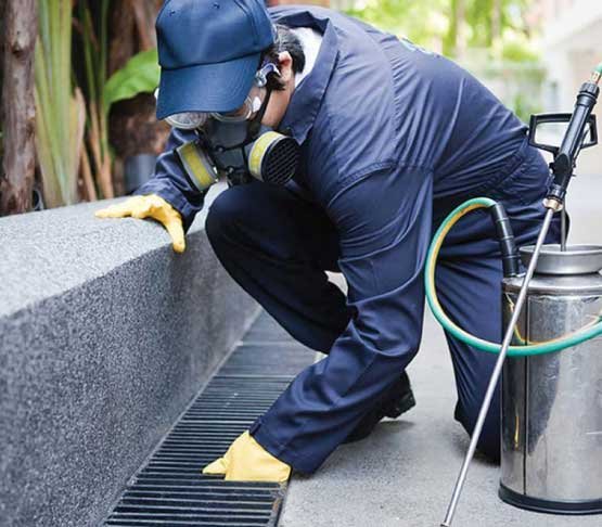 Professional Pest Control Bayswater